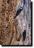 [ Acorn woodpecker ]