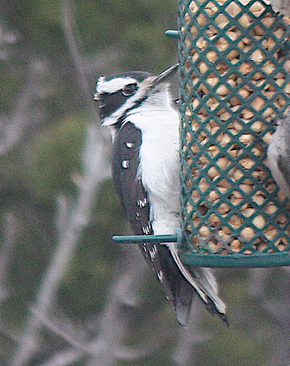 [Downy woodpecker]