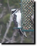 [ Downy woodpecker ]