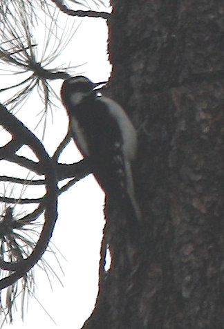 [Hairy woodpecker]