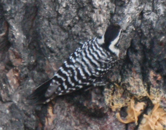 [Ladder-backed woodpecker]