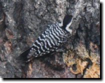 [ Ladder-backed woodpecker ]