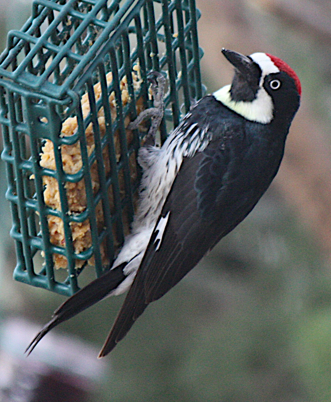 [Acorn woodpecker]