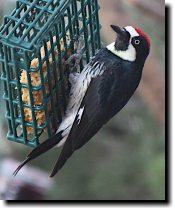 [ Acorn woodpecker ]