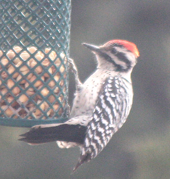 [Ladder-backed woodpecker]