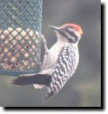 [ Ladder-backed woodpecker ]