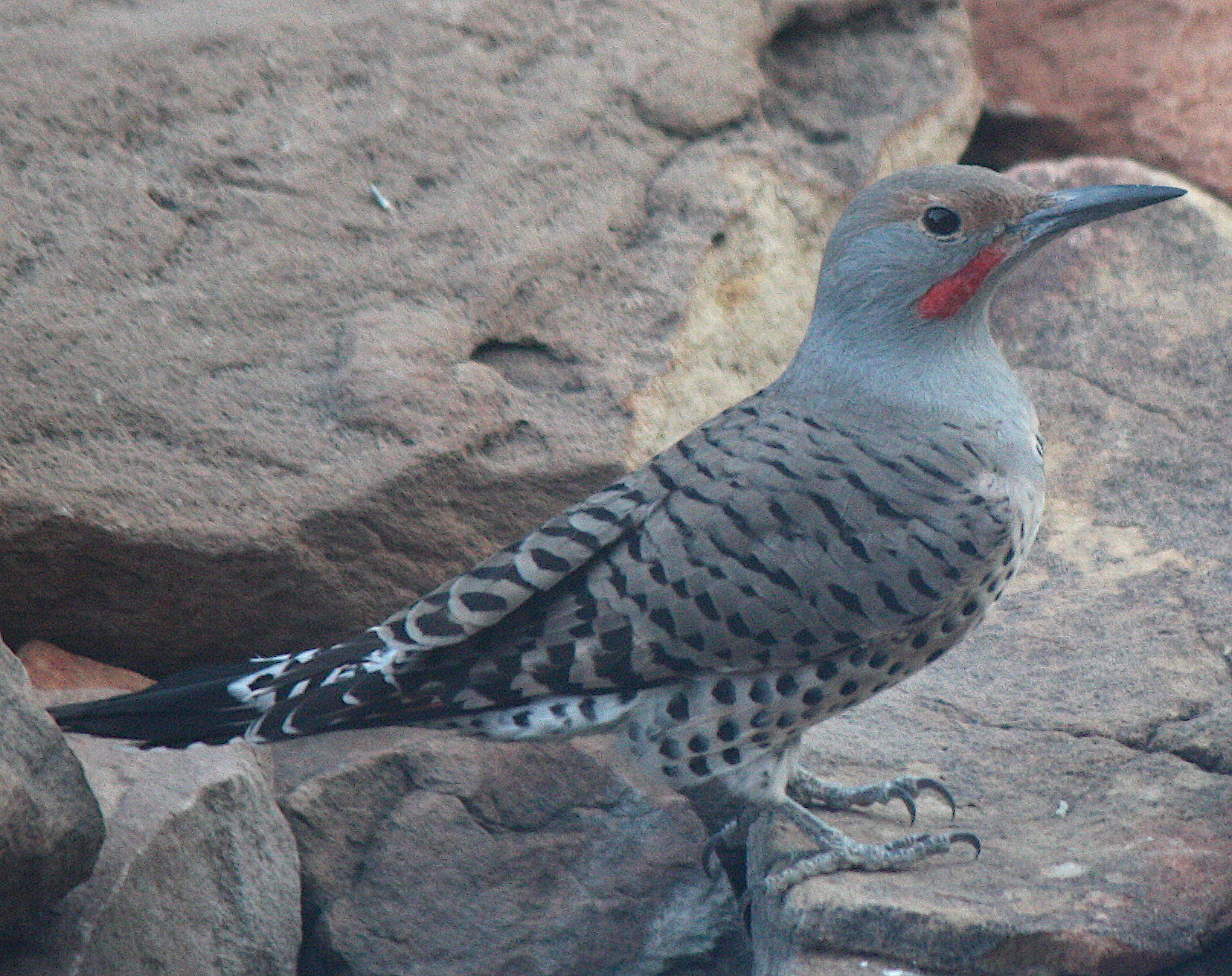 [Northern flicker]