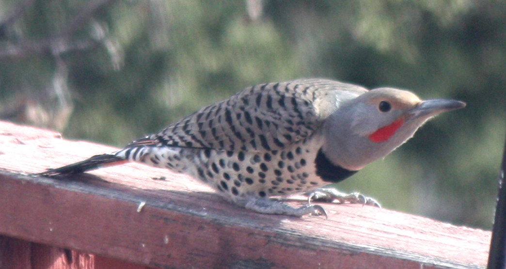 [Northern flicker]