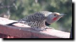 [ Northern flicker ]