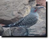 [ Northern flicker ]