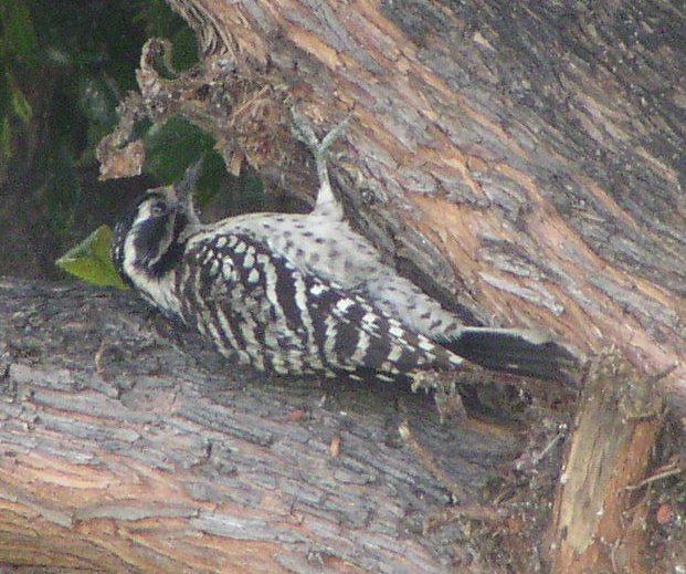 [Nuttall's woodpecker]