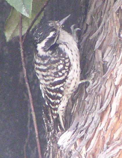 [Nuttall's woodpecker]