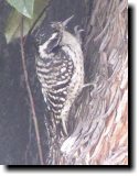 [ Nuttall's woodpecker ]