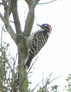 [Nuttall's woodpecker]