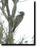 [ Nuttall's woodpecker ]