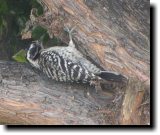 [ Nuttall's woodpecker ]