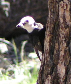 [White-headed woodpecker]