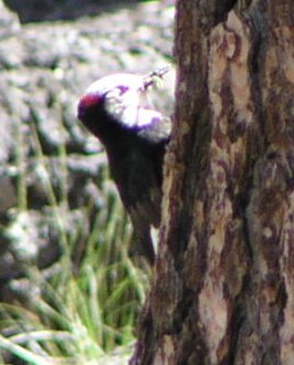 [White-headed woodpecker]