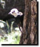 [ White-headed woodpecker ]