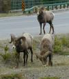 [ bighorn38T.jpg ]