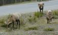 [ bighorn39T.jpg ]