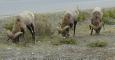 [ bighorn40T.jpg ]