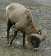 [ bighorn41T.jpg ]