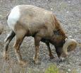 [ bighorn42T.jpg ]