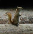 [ redsquirrelT.jpg ]
