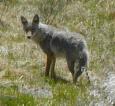 [ coyote32T.jpg ]