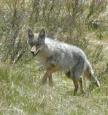 [ coyote33T.jpg ]