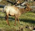 [ elk112T.jpg ]