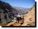 [mule train on south kaibab trail]