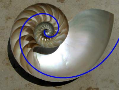 [Nautilus with Fibonacci spiral]