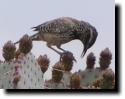[ cactus_wren2T.jpg ]