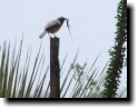 [ cactus wren with lizard ]