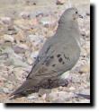 [ Ground Dove ]