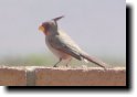 [ Female pyrrhuloxia ]