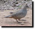 [ scaled_quail2T.jpg ]