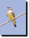 [ western_kingbird2T.jpg ]