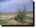 [Ocotillo at Crazy Ed's]