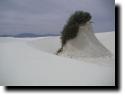 [White Sands]