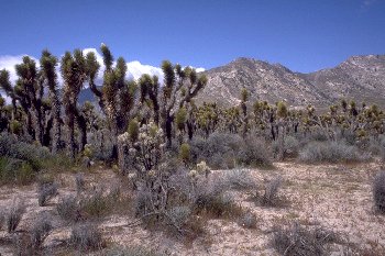 [Joshua Trees]