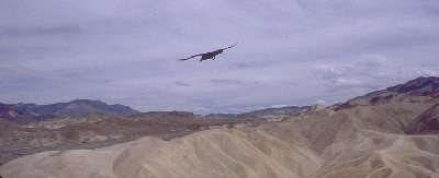 [Raven over Zabriskie Point]