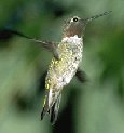 male hummingbird