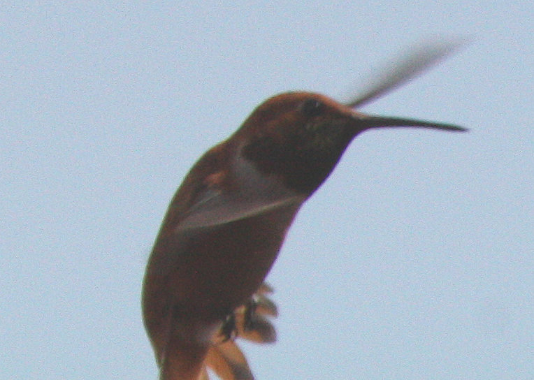 [rufous/img_6423.jpg]