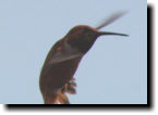 [rufous hummingbird]