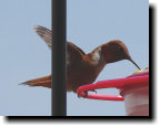 [rufous hummingbird]