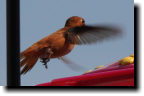 [rufous hummingbird]