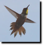 [rufous hummingbird]